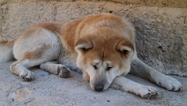 Prezenty nie chodzą na czterech&nbsp;nogach