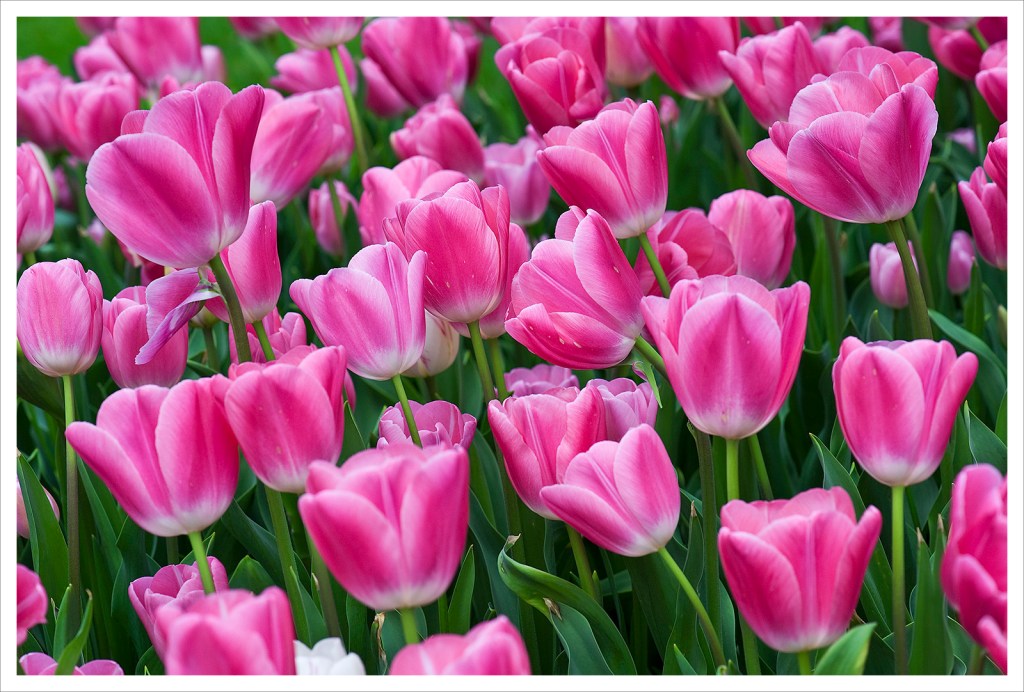 Dlaczego obchodzimy Dzień&nbsp;kobiet?