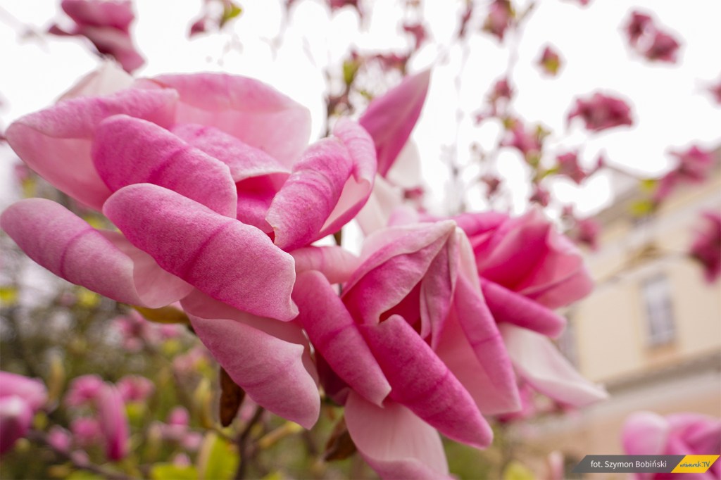 Kwiatowe wieści! Kilka ciekawostek o&nbsp;magnolii